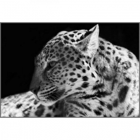 Дикая кошка Фотообои 4л 196х134см (Тула)