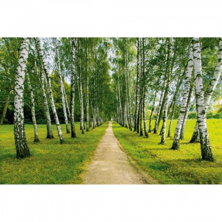 Березовая аллея Фотообои VIP  16л 392*260см (Тула)