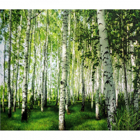 Березовая роща Фотообои  16л 392х260 см (Тула)
