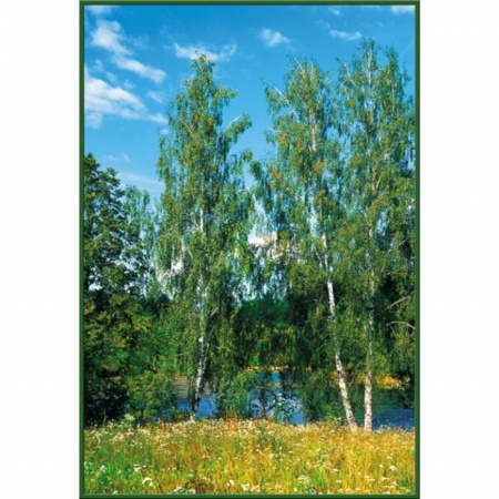Березки Фотообои  4л 134х196см (Тула)