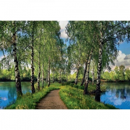 Березовая дорожка Фотообои 9л 300х201см (Тула)