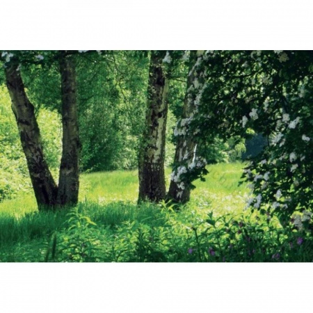 Березовая поляна Фотообои 9л 300х201см (Тула)